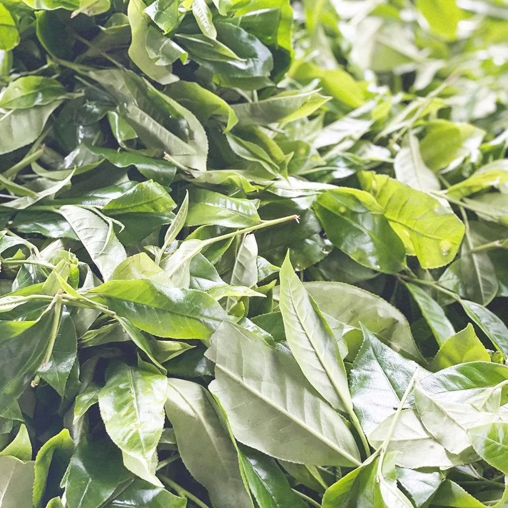Loose Leaf Tea - Picker's Breakfast